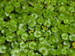 Hydrocotyle nova zealand - Miniature pennywort