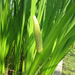 Acorus Calamus - Sweet Flag