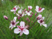 Butomus umbellatus - Flowering rush