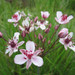 Butomus umbellatus - Flowering rush