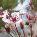 Flowering rush