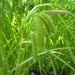 Carex pseudocyperus - Cyperus sedge
