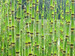 Equisetum Rush