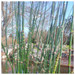 Equisetum hyemale