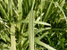 Glyceria maxima variegata - Variegated sweet grass