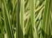 Glyceria maxima variegata - Variegated sweet grass
