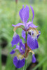 Iris sibirica - Siberian flag