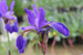 Iris sibirica - Siberian flag