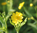 Ranunculus flammula - Lesser spearwort