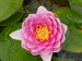 Nymphaea Madame Wilfron Gonnere - Pink Water Lily