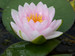 Nymphaea Madame Wilfron Gonnere - Pink Water Lily