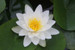 Nymphaea Virginalis - White Water Lily