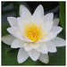 Nymphaea Virginalis - White Water Lily