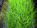 Pilularia globulifera - Pepper grass