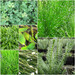 Oxygenating Pond Plant Collection