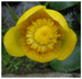 Nuphar lutea