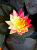 Nymphaea Wanvisa - Changeable Water Lily    Premium Variety