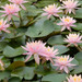 pink water lily