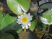 Nymphaea Marliacea Albida -  White Water Lily