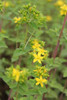 Hypericum tetrapterum - Square stalked St John`s Wort
