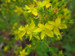 Hypericum tetrapterum - Square stalked St John`s Wort HYPTET