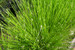 Scirpus cernuus - Fibre optic plant