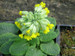 Primula Veris - Cowslip PRIVER