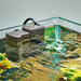internally mounted aquarium filter for fresh or salt water aquariums