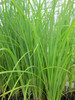 Carex acuta  - slender-tufted sedge