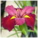 Iris louisiana 'Ann Chowning'