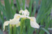 Iris pseudacorus  alba IRIPAL