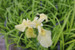 Iris pseudacorus alba