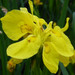 Iris pseudacorus Flore Pleno