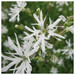 Lychnis flos-cuculi 'White Robin'