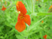Mimulus cardinalis - Scarlet monkey flower MIMCAR