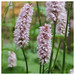 Persicaria amphibia - Amphibious bistort
