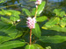 Persicaria amphibia - Amphibious bistort