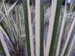 Acorus calamus variegatus - Variegated sweet flag