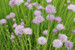 Allium schoenoprasum - Chives