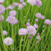 Chives