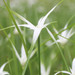 Star Grass