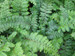 Polystichum polyblepharum - Japanese tassel fern