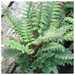 Polystichum polyblepharum