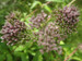 Eupatorium cannabinum - Hemp agrimony  - Dutch agrimony