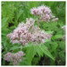Eupatorium cannabinum