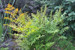 Osmunda regalis - Royal fern