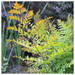 Osmunda regalis - Royal fern