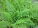 Athyrium filix femina - Lady Fern