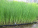 Typha angustifolia - Lesser bulrush - reedmace - narrowleaf cattail TYPANG