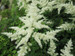 Astilbe white - False goats beard